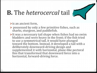 B. The heterocercal tail
is an ancient form,
 possessed by only a few primitive fishes, such as
sharks, sturgeon, and paddlefish.
It was a necessary tail shape when fishes had no swim
bladders and were heavy in the front; if the fish tried
to use a symmetrical tail, it would have plunged
toward the bottom. Instead, it developed a tail with a
deliberately downward-driving design and
supplemented it with horizontal, plane-like pectoral
fins that transformed that downward force into a
horizontal, forward-driving force.
 