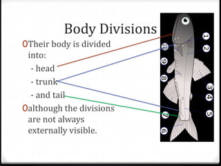 Body Divisions
0Their body is divided
into:
- head
- trunk
- and tail
0although the divisions
are not always
externally visible.
 