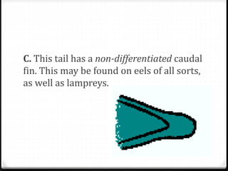C. This tail has a non-differentiated caudal
fin. This may be found on eels of all sorts,
as well as lampreys.
 
