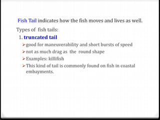 Fish Tail indicates how the fish moves and lives as well.
Types of fish tails:
1. truncated tail
good for maneuverability and short bursts of speed
not as much drag as the round shape
Examples: killifish
This kind of tail is commonly found on fish in coastal
embayments.
 