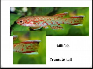 killifish
Truncate tail
 