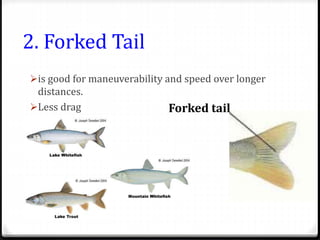 2. Forked Tail
is good for maneuverability and speed over longer
distances.
Less drag Forked tail
 