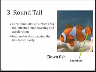 3. Round Tail
Large amounts of surface area
for effective maneuvering and
acceleration
but creates drag causing the
fish to tire easily
Round tail
Clown fish
 