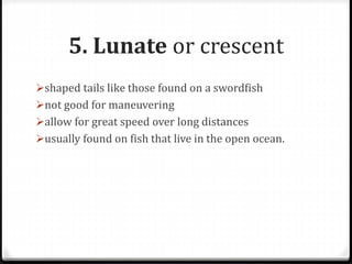 5. Lunate or crescent
shaped tails like those found on a swordfish
not good for maneuvering
allow for great speed over long distances
usually found on fish that live in the open ocean.
 