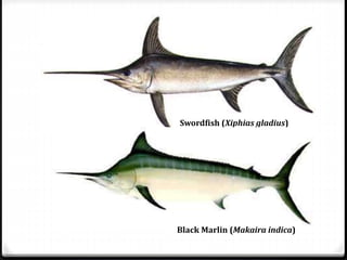 Swordfish (Xiphias gladius)
Black Marlin (Makaira indica)
 