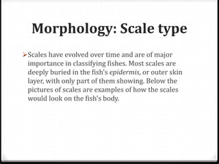 Morphology: Scale type
Scales have evolved over time and are of major
importance in classifying fishes. Most scales are
deeply buried in the fish's epidermis, or outer skin
layer, with only part of them showing. Below the
pictures of scales are examples of how the scales
would look on the fish's body.
 