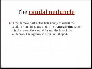 The caudal peduncle
0 is the narrow part of the fish's body to which the
caudal or tail fin is attached. The hypural joint is the
joint between the caudal fin and the last of the
vertebrae. The hypural is often fan-shaped.
 