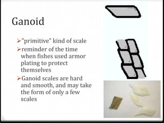Ganoid
"primitive" kind of scale
reminder of the time
when fishes used armor
plating to protect
themselves
Ganoid scales are hard
and smooth, and may take
the form of only a few
scales
 