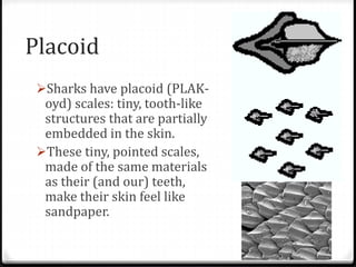 Placoid
Sharks have placoid (PLAK-
oyd) scales: tiny, tooth-like
structures that are partially
embedded in the skin.
These tiny, pointed scales,
made of the same materials
as their (and our) teeth,
make their skin feel like
sandpaper.
 