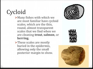 Cycloid
Many fishes with which we
are most familiar have cycloid
scales, which are the thin,
round, almost transparent
scales that we find when we
are cleaning trout, salmon, or
herring.
These scales are mostly
buried in the epidermis,
allowing only the small
posterior margin to show.
 