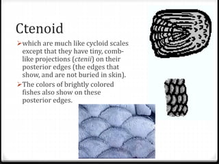 Ctenoid
which are much like cycloid scales
except that they have tiny, comb-
like projections (ctenii) on their
posterior edges (the edges that
show, and are not buried in skin).
The colors of brightly colored
fishes also show on these
posterior edges.
 