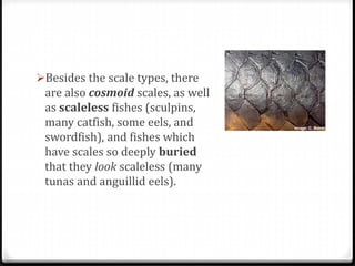 Besides the scale types, there
are also cosmoid scales, as well
as scaleless fishes (sculpins,
many catfish, some eels, and
swordfish), and fishes which
have scales so deeply buried
that they look scaleless (many
tunas and anguillid eels).
 
