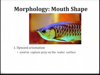 Morphology: Mouth Shape
1. Upward orientation
• used to capture prey on the water surface
 
