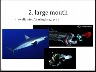 2. large mouth
• swallowing/tearing large prey
 