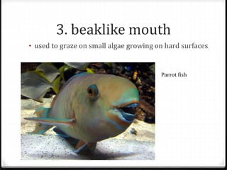 3. beaklike mouth
• used to graze on small algae growing on hard surfaces
Parrot fish
 