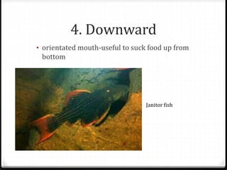 4. Downward
• orientated mouth-useful to suck food up from
bottom
Janitor fish
 