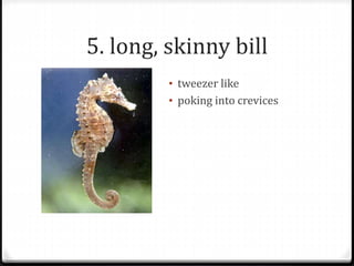 5. long, skinny bill
• tweezer like
• poking into crevices
 