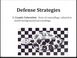 Defense Strategies
1. Cryptic Coloration - form of camouflage, colored to
match background/surroundings
 