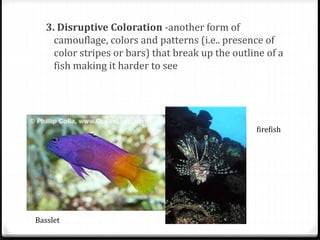 3. Disruptive Coloration -another form of
camouflage, colors and patterns (i.e.. presence of
color stripes or bars) that break up the outline of a
fish making it harder to see
Basslet
firefish
 