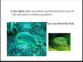 4. Eye Spot (false eye)-black spot located near base of
the tail used to confuse predators
Four Eye Butterfly Fish.
 