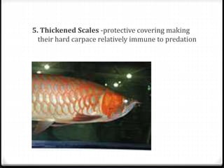5. Thickened Scales -protective covering making
their hard carpace relatively immune to predation
 