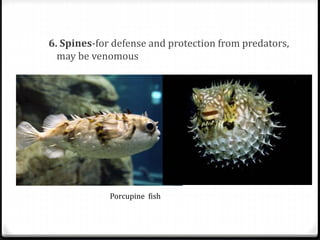 6. Spines-for defense and protection from predators,
may be venomous
Porcupine fish
 