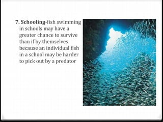 7. Schooling-fish swimming
in schools may have a
greater chance to survive
than if by themselves
because an individual fish
in a school may be harder
to pick out by a predator
 