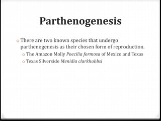 Parthenogenesis
o There are two known species that undergo
parthenogenesis as their chosen form of reproduction.
o The Amazon Molly Poecilia formosa of Mexico and Texas
o Texas Silverside Menidia clarkhubbsi
 