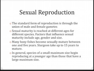 Sexual Reproduction
o The standard form of reproduction is through the
union of male and female gametes
o Sexual maturity is reached at different ages for
different species. Factors that influence sexual
maturity include age, gender and size.
o Many bony fishes become sexually mature between
one and five years. Sturgeon take up to 15 years to
mature.
o In general, species of a small maximum size begin
reproducing at a younger age than those that have a
large maximum size.
 