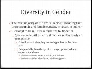 Diversity in Gender
o The vast majority of fish are “dioecious” meaning that
there are male and female genders in separate bodies
o ‘Hermaphrodism’, is the alternative to dioecism
o Species can be either hermaphroditic simultaneously or
sequentially
o If simultaneous then they are both genders at the same
time
o If sequentially then the species changes genders due to
environmental cues
o Species that are born male are called protandrous
o Species that are born female are called Protogynous
 