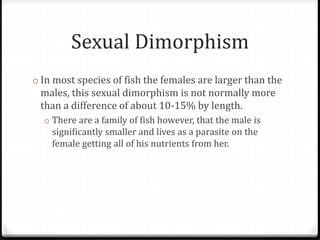 Sexual Dimorphism
o In most species of fish the females are larger than the
males, this sexual dimorphism is not normally more
than a difference of about 10-15% by length.
o There are a family of fish however, that the male is
significantly smaller and lives as a parasite on the
female getting all of his nutrients from her.
 