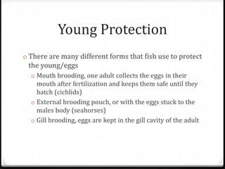 Young Protection
o There are many different forms that fish use to protect
the young/eggs
o Mouth brooding, one adult collects the eggs in their
mouth after fertilization and keeps them safe until they
hatch (cichlids)
o External brooding pouch, or with the eggs stuck to the
males body (seahorses)
o Gill brooding, eggs are kept in the gill cavity of the adult
 