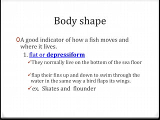 Body shape
0A good indicator of how a fish moves and
where it lives.
1. flat or depressiform
They normally live on the bottom of the sea floor
flap their fins up and down to swim through the
water in the same way a bird flaps its wings.
ex. Skates and flounder
 