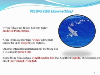 •Flying fish are ray-finned fish with highly
modified Pectoral fins.
•Once in the air, their rigid “wings” allow them
to glide for up to 650 feet (200 meters).
•Another interesting characteristic of the flying fish
is its unevenly forked tail,
•Some flying fish also have winglike pelvic fins that help them to glide. These species are
called four-winged flying fish.
5
 