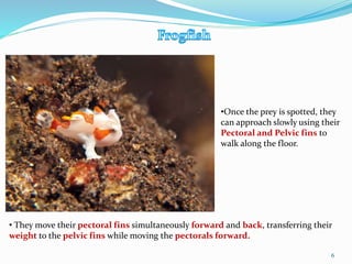 •Once the prey is spotted, they
can approach slowly using their
Pectoral and Pelvic fins to
walk along the floor.
• They move their pectoral fins simultaneously forward and back, transferring their
weight to the pelvic fins while moving the pectorals forward.
6
 