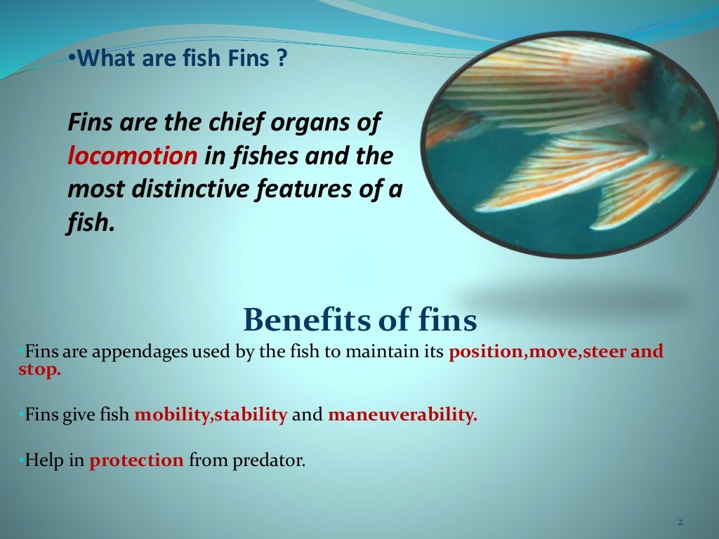 Fish morphology fish fins