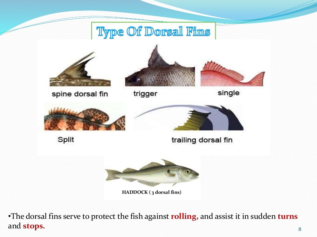 Fish morphology fish fins