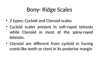 Comprehensive Study of Fish Morphology and Scale Types | PPTX