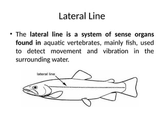 Comprehensive Study of Fish Morphology and Scale Types | PPTX