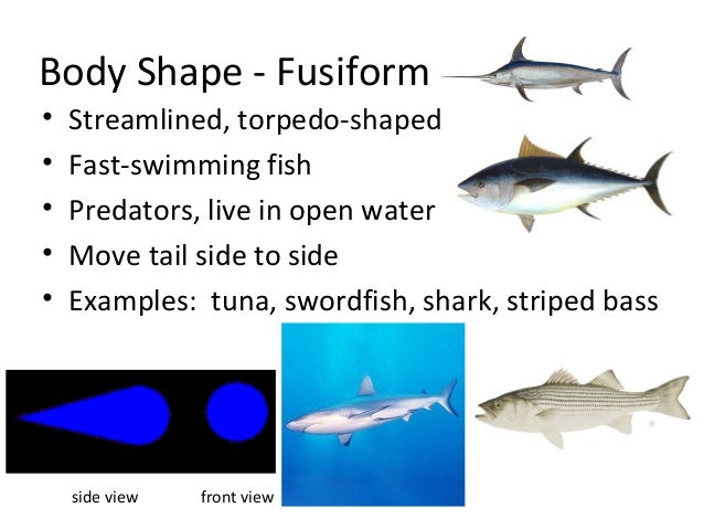 Cazoom maths worksheets Fish Morphology