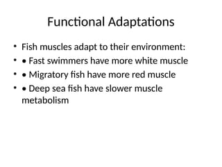 Comprehensive Overview of Fish Muscle Physiology and Adaptations for ...