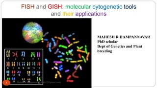 FISH and GISH: molecular cytogenetic tools
and their applications
MAHESH R HAMPANNAVAR
PhD scholar
Dept of Genetics and Plant
breeding
1 Mahesh R Hampannavar (mahi5295gmail.com)
 