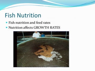 Fish Nutrition
 Fish nutrition and feed rates
 Nutrition affects GROWTH RATES
 