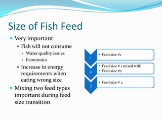 Size of Fish Feed
 Very important
 Fish will not consume
 Water quality issues
 Economics
 Increase in energy
requirements when
eating wrong size
 Mixing two feed types
important during feed
size transition
1
• Feed size #1
2
• Feed size # 1 mixed with
• Feed size #2
3
• Feed size # 2
 