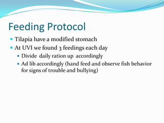 Feeding Protocol
 Tilapia have a modified stomach
 At UVI we found 3 feedings each day
 Divide daily ration up accordingly
 Ad lib accordingly (hand feed and observe fish behavior
for signs of trouble and bullying)
 