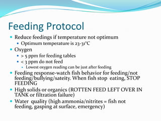 Feeding Protocol
 Reduce feedings if temperature not optimum
 Optimum temperature is 23-31°C
 Oxygen
 > 5 ppm for feeding tables
 < 3 ppm do not feed
 Lowest oxygen reading can be just after feeding
 Feeding response-watch fish behavior for feeding/not
feeding/bullying/sateity. When fish stop eating, STOP
FEEDING
 High solids or organics (ROTTEN FEED LEFT OVER IN
TANK or filtration failure)
 Water quality (high ammonia/nitrites = fish not
feeding, gasping at surface, emergency)
 