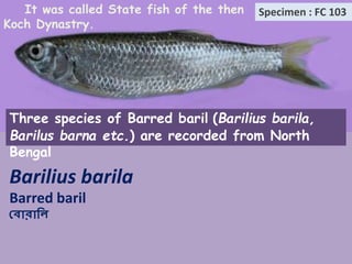 Fish of North Bengal Vol. ii (total slides 66) | PPTX