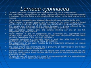 Lernaea cyprinaceaLernaea cyprinacea Lernaea cyprinaceaLernaea cyprinacea, an opportunistic species infecting fish of many families., an opportunistic species infecting fish of many families.
 The rod-shaped, unsegmented, or partly segmented parasitic stage lernaeid femaleThe rod-shaped, unsegmented, or partly segmented parasitic stage lernaeid female
is anchored, with the aid of a specialised holdfast organ, to the host skin or buccalis anchored, with the aid of a specialised holdfast organ, to the host skin or buccal
mucosa.mucosa.
 Larval stages, copepodites and copepod-shaped males are attached to the gills.Larval stages, copepodites and copepod-shaped males are attached to the gills.
 Differentiation to lernaeid genera and to species in the genusDifferentiation to lernaeid genera and to species in the genus LernaeaLernaea is basedis based
mainly on the morphology of the holdfast organ (anchors) of the parasitic females.mainly on the morphology of the holdfast organ (anchors) of the parasitic females.
 The growth and branching of the latter, however, is greatly affected by theThe growth and branching of the latter, however, is greatly affected by the
consistency of the tissue into which the holdfast organ is anchored.consistency of the tissue into which the holdfast organ is anchored.
 Both copepodites infecting gills, and females infecting any site on the fishBoth copepodites infecting gills, and females infecting any site on the fish
integument, may harm the fish.integument, may harm the fish.
 Heavy infection of gills by copepodites ofHeavy infection of gills by copepodites of L. barnimianaL. barnimiana oror L. cyprinaceaL. cyprinacea causescauses
damage to the tissue which is in immediate contact with the parasite and stimulatesdamage to the tissue which is in immediate contact with the parasite and stimulates
extensive hyperplasia of the entire gill epithelium.extensive hyperplasia of the entire gill epithelium.
 Copepodite infections are potentially lethal to small fish, while large fish (suchCopepodite infections are potentially lethal to small fish, while large fish (such
asas BagrusBagrus) will tolerate extremely heavy gill infections.) will tolerate extremely heavy gill infections.
 The attachment of the adult females to the integument stimulates an intenseThe attachment of the adult females to the integument stimulates an intense
inflammatory response.inflammatory response.
 The tissue around the anchor turns into a granuloma or necrotic lesion, and is laterThe tissue around the anchor turns into a granuloma or necrotic lesion, and is later
transformed into a fibrotic encapsulation.transformed into a fibrotic encapsulation.
 Economic losses due to infection not only results from direct harm to the fish, butEconomic losses due to infection not only results from direct harm to the fish, but
also from disfigurement which renders both fish grown for food and ornamental fishalso from disfigurement which renders both fish grown for food and ornamental fish
unsuitable for sale.unsuitable for sale.
 Parasitic females of lernaeids are tolerant to organophosphate and organohalogenParasitic females of lernaeids are tolerant to organophosphate and organohalogen
insecticides. A dip in potassium permanganate.insecticides. A dip in potassium permanganate.
 