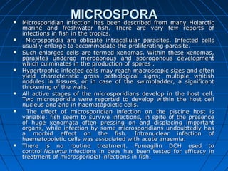 MICROSPORAMICROSPORA Microsporidian infection has been described from many HolarcticMicrosporidian infection has been described from many Holarctic
marine and freshwater fish. There are very few reports ofmarine and freshwater fish. There are very few reports of
infections in fish in the tropics.infections in fish in the tropics.
 Microsporidia are obligate intracellular parasites. Infected cellsMicrosporidia are obligate intracellular parasites. Infected cells
usually enlarge to accommodate the proliferating parasite.usually enlarge to accommodate the proliferating parasite.
 Such enlarged cells are termed xenomas. Within these xenomas,Such enlarged cells are termed xenomas. Within these xenomas,
parasites undergo merogonous and sporogonous developmentparasites undergo merogonous and sporogonous development
which culminates in the production of spores .which culminates in the production of spores .
 Hypertrophic infected cells may reach macroscopic sizes and oftenHypertrophic infected cells may reach macroscopic sizes and often
yield characteristic gross pathological signs; multiple whitishyield characteristic gross pathological signs; multiple whitish
nodules in tissues, or in case of the swimbladder, a significantnodules in tissues, or in case of the swimbladder, a significant
thickening of the walls.thickening of the walls.
 All active stages of the microsporidians develop in the host cell.All active stages of the microsporidians develop in the host cell.
Two microsporidia were reported to develop within the host cellTwo microsporidia were reported to develop within the host cell
nucleus and and in haematopoietic cells.nucleus and and in haematopoietic cells.
 The effect of microsporidian infection on the piscine host isThe effect of microsporidian infection on the piscine host is
variable: fish seem to survive infections, in spite of the presencevariable: fish seem to survive infections, in spite of the presence
of huge xenomata often pressing on and displacing importantof huge xenomata often pressing on and displacing important
organs, while infection by some microsporidians undoubtedly hasorgans, while infection by some microsporidians undoubtedly has
a morbid effect on the fish. Intranuclear infection ofa morbid effect on the fish. Intranuclear infection of
haematopoietic cells was associated with acute anaemia.haematopoietic cells was associated with acute anaemia.
 There is no routine treatment. Fumagilin DCH used toThere is no routine treatment. Fumagilin DCH used to
controlcontrol NosemaNosema infections in bees has been tested for efficacy ininfections in bees has been tested for efficacy in
treatment of microsporidial infections in fish.treatment of microsporidial infections in fish.
 
