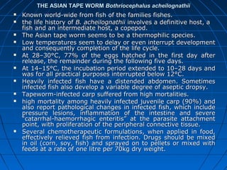 THE ASIAN TAPE WORMTHE ASIAN TAPE WORM Bothriocephalus acheilognathiiBothriocephalus acheilognathii
 Known world-wide from fish of the families fishes.Known world-wide from fish of the families fishes.
 the life history ofthe life history of B. acheilognathiiB. acheilognathii involves a definitive host, ainvolves a definitive host, a
fish and an intermediate host, a copepod.fish and an intermediate host, a copepod.
 The Asian tape worm seems to be a thermophilic species.The Asian tape worm seems to be a thermophilic species.
 Low temperatures seem to delay or even interrupt developmentLow temperatures seem to delay or even interrupt development
and consequently completion of the life cycle.and consequently completion of the life cycle.
 At 28–30°C, 77% of the eggs hatched in the first day afterAt 28–30°C, 77% of the eggs hatched in the first day after
release, the remainder during the following five days.release, the remainder during the following five days.
 At 14–15°C, the incubation period extended to 10–28 days andAt 14–15°C, the incubation period extended to 10–28 days and
was for all practical purposes interrupted below 12°C.was for all practical purposes interrupted below 12°C.
 Heavily infected fish have a distended abdomen. SometimesHeavily infected fish have a distended abdomen. Sometimes
infected fish also develop a variable degree of aseptic dropsy.infected fish also develop a variable degree of aseptic dropsy.
 Tapeworm-infected carp suffered from high mortalities.Tapeworm-infected carp suffered from high mortalities.
 high mortality among heavily infected juvenile carp (90%) andhigh mortality among heavily infected juvenile carp (90%) and
also report pathological changes in infected fish, which includealso report pathological changes in infected fish, which include
pressure lesions, inflammation of the intestine and severepressure lesions, inflammation of the intestine and severe
“catarrhal-haemorrhagic enteritis” at the parasite attachment“catarrhal-haemorrhagic enteritis” at the parasite attachment
point, with proliferation of the peripheral connective tissue.point, with proliferation of the peripheral connective tissue.
 Several chemotherapeutic formulations, when applied in food,Several chemotherapeutic formulations, when applied in food,
effectively relieved fish from infection. Drugs should be mixedeffectively relieved fish from infection. Drugs should be mixed
in oil (corn, soy, fish) and sprayed on to pellets or mixed within oil (corn, soy, fish) and sprayed on to pellets or mixed with
feeds at a rate of one litre per 70kg dry weight.feeds at a rate of one litre per 70kg dry weight.
 